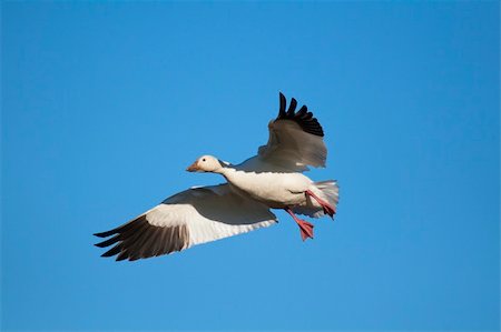 Snow goose (Chen caerulescens) flying with a clear blue sky background Stock Photo - Budget Royalty-Free & Subscription, Code: 400-04258284