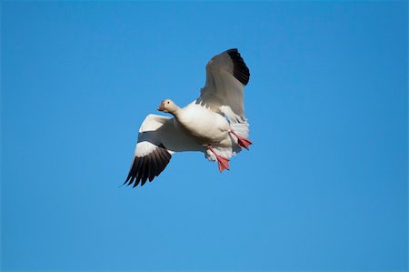 Snow goose (Chen caerulescens) flying with a clear blue sky background Stock Photo - Budget Royalty-Free & Subscription, Code: 400-04258283