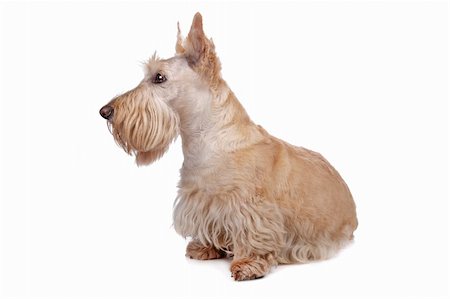 schottischer terrier - Scottish Terrier Stockbilder - Microstock & Abonnement, Bildnummer: 400-04258511