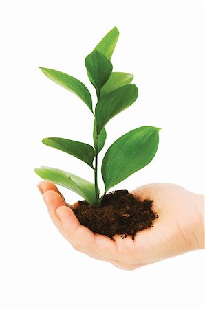 simsearch:625-02265907,k - Green seedling in hand isolated on white Stock Photo - Budget Royalty-Free & Subscription, Code: 400-04258607