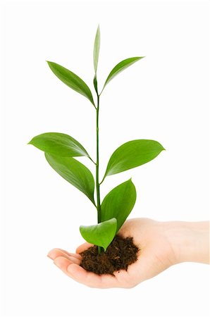 simsearch:625-02265907,k - Green seedling in hand isolated on white Stock Photo - Budget Royalty-Free & Subscription, Code: 400-04258616