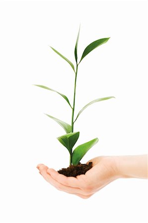 simsearch:400-04791546,k - Green seedling in hand isolated on white Stock Photo - Budget Royalty-Free & Subscription, Code: 400-04258617