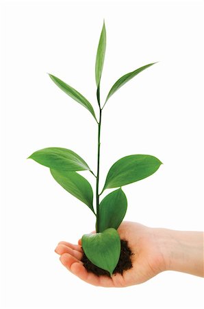 simsearch:400-04791546,k - Green seedling in hand isolated on white Stock Photo - Budget Royalty-Free & Subscription, Code: 400-04258618