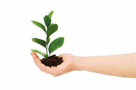 simsearch:625-02265907,k - Green seedling in hand isolated on white Stock Photo - Budget Royalty-Free & Subscription, Code: 400-04258610