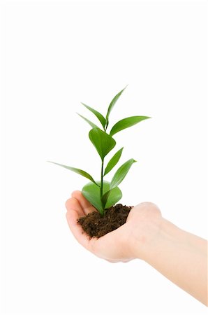 simsearch:400-04791546,k - Green seedling in hand isolated on white Stock Photo - Budget Royalty-Free & Subscription, Code: 400-04258613