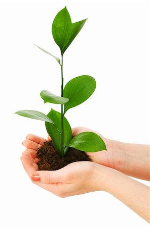 simsearch:400-04791546,k - Green seedling in hand isolated on white Stock Photo - Budget Royalty-Free & Subscription, Code: 400-04258627