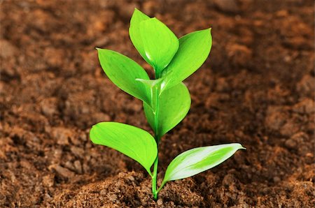 simsearch:400-04789618,k - New life concept - green seedling growing out of soil Foto de stock - Royalty-Free Super Valor e Assinatura, Número: 400-04258636