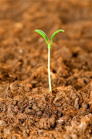 simsearch:400-04789618,k - New life concept - green seedling growing out of soil Foto de stock - Royalty-Free Super Valor e Assinatura, Número: 400-04258649