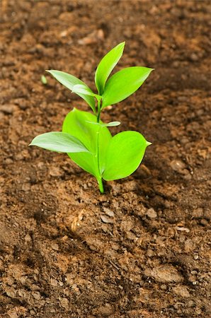 simsearch:400-04789618,k - New life concept - green seedling growing out of soil Foto de stock - Royalty-Free Super Valor e Assinatura, Número: 400-04258643