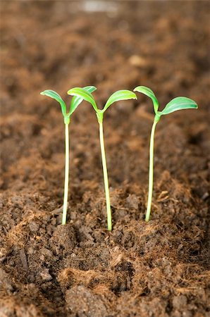 simsearch:400-04789618,k - New life concept - green seedling growing out of soil Foto de stock - Royalty-Free Super Valor e Assinatura, Número: 400-04258656