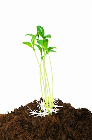 simsearch:649-06432667,k - New life concept - green seedling growing out of soil Stock Photo - Budget Royalty-Free & Subscription, Code: 400-04258678