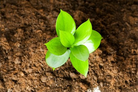 simsearch:400-04789618,k - New life concept - green seedling growing out of soil Foto de stock - Royalty-Free Super Valor e Assinatura, Número: 400-04258671