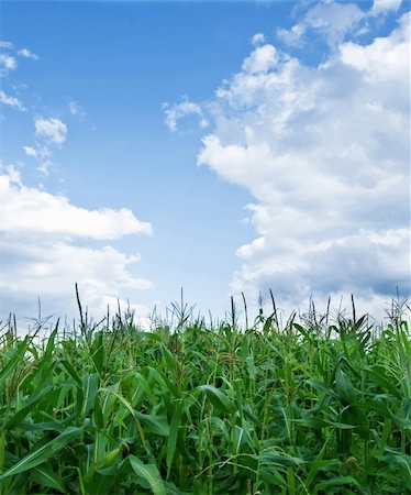 simsearch:400-05160292,k - plantation of corn is on a background sky Stock Photo - Budget Royalty-Free & Subscription, Code: 400-04258770