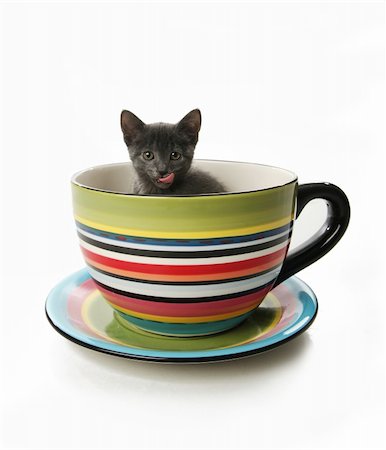 Small gray kitten in a large tea cup or mug Stock Photo - Budget Royalty-Free & Subscription, Code: 400-04258825