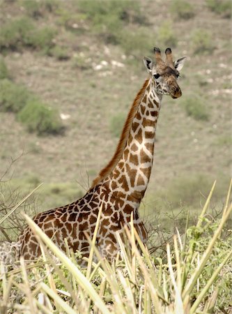simsearch:400-08628372,k - Portrait of a giraffe. A green background of a hillside. Foto de stock - Super Valor sin royalties y Suscripción, Código: 400-04259130