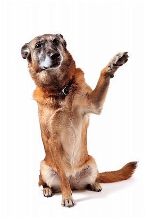 simsearch:400-06881381,k - old purebred belgian sheepdog malinois sitting in front of white background Photographie de stock - Aubaine LD & Abonnement, Code: 400-04259309