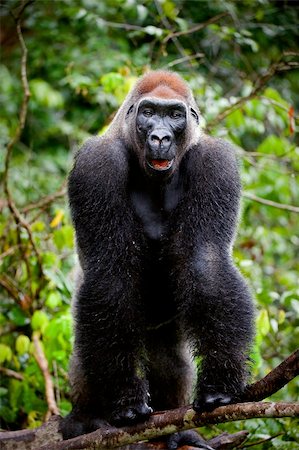 Portrait of male Western Lowland Gorilla.The male of a gorilla poses in front of the camera. A native habitat Photographie de stock - Aubaine LD & Abonnement, Code: 400-04259390