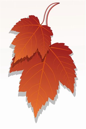 illustration of pair of mapple leaf Stock Photo - Budget Royalty-Free & Subscription, Code: 400-04259541