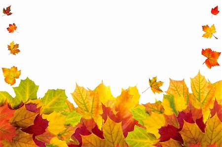 simsearch:400-04228440,k - Beautiful autumn maple leaves with copy space for your text Foto de stock - Super Valor sin royalties y Suscripción, Código: 400-04259678