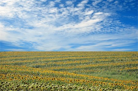 simsearch:400-06077675,k - field of sunflowers and perfect blue sky Stock Photo - Budget Royalty-Free & Subscription, Code: 400-04259688