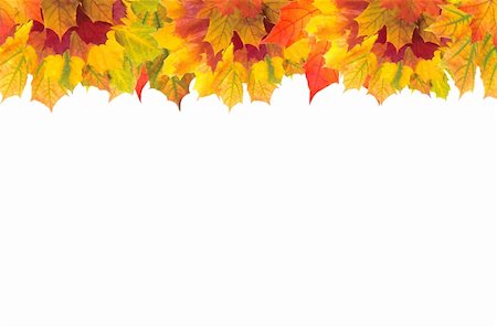 simsearch:400-04228440,k - Beautiful autumn maple leaves with copy space for your text Foto de stock - Super Valor sin royalties y Suscripción, Código: 400-04259711