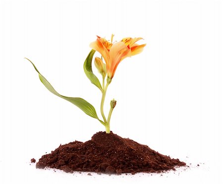 simsearch:400-04259802,k - Young plant with flower in ground isolated on white Stockbilder - Microstock & Abonnement, Bildnummer: 400-04259809