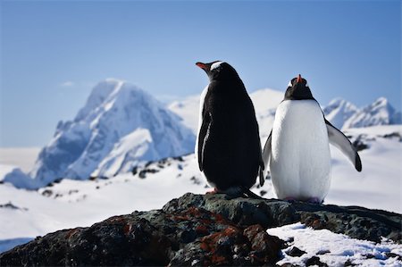 penguin on mountain - Two penguins dreaming sitting on a rock, mountains in the background Photographie de stock - Aubaine LD & Abonnement, Code: 400-04264045