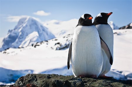 penguin on mountain - Two penguins dreaming sitting on a rock, mountains in the background Photographie de stock - Aubaine LD & Abonnement, Code: 400-04264046