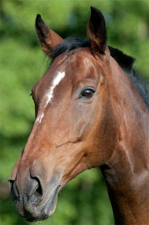 simsearch:400-07484967,k - Face of Horse Stock Photo - Budget Royalty-Free & Subscription, Code: 400-04264625