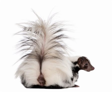 Striped Skunk, Mephitis Mephitis, 5 years old, sitting in front of white background Photographie de stock - Aubaine LD & Abonnement, Code: 400-04264685