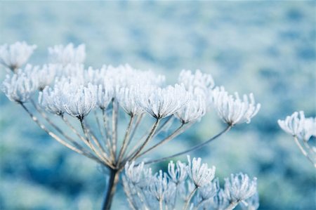 hoarfrost on dead plants Foto de stock - Super Valor sin royalties y Suscripción, Código: 400-04265064