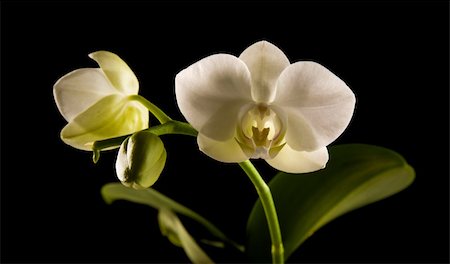 white backlit phalaenopsis orchid isolated on black; Foto de stock - Super Valor sin royalties y Suscripción, Código: 400-04265066