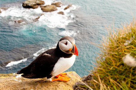 Beauty and colorful puffin in Latrabjarg - Iceland. Foto de stock - Royalty-Free Super Valor e Assinatura, Número: 400-04265189