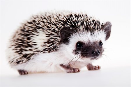 spiny - Hedgehog Photographie de stock - Aubaine LD & Abonnement, Code: 400-04265199