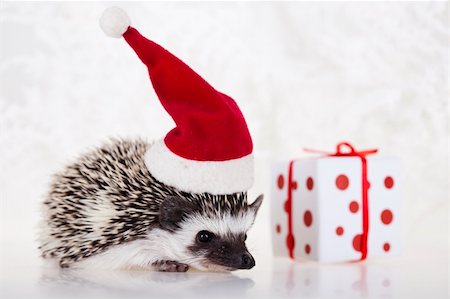 santa profile - Hedgehog Stock Photo - Budget Royalty-Free & Subscription, Code: 400-04265209