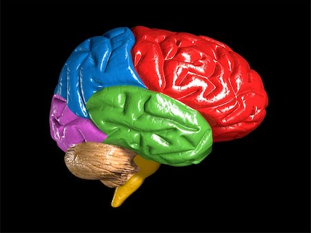simsearch:400-05369423,k - colorful brain model isolated on dark background Stockbilder - Microstock & Abonnement, Bildnummer: 400-04265271