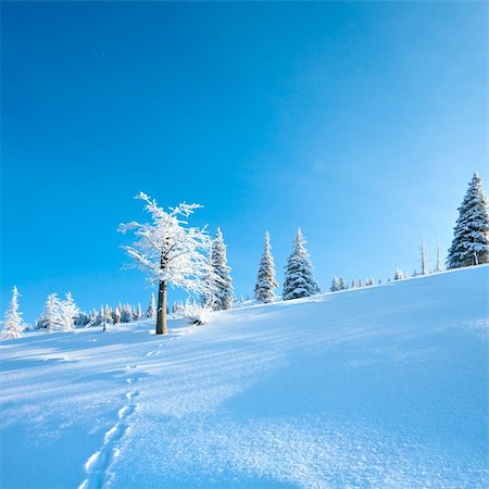 simsearch:400-04639977,k - Winter rime and snow covered fir trees on mountainside on blue sky background. (Photo in square proportions) Photographie de stock - Aubaine LD & Abonnement, Code: 400-04265368