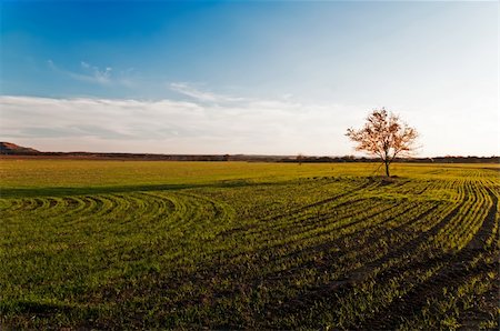 photo of lone tree in the plain - Small tree is on the field with wheat germ Stock Photo - Budget Royalty-Free & Subscription, Code: 400-04265402