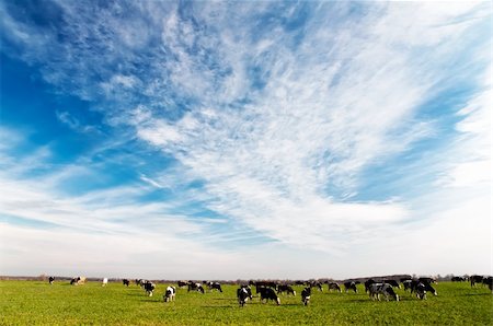 A herd of cows is grazing in the meadow on a bright summer day Stock Photo - Budget Royalty-Free & Subscription, Code: 400-04265403
