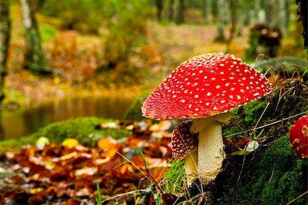 Close-up picture of a Amanita poisonous mushroom in nature Stockbilder - Microstock & Abonnement, Bildnummer: 400-04265750