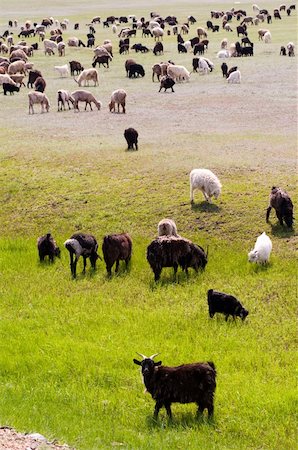simsearch:400-04015327,k - Flock of sheep Stock Photo - Budget Royalty-Free & Subscription, Code: 400-04265885