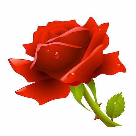 simsearch:400-04234393,k - Red rose Photographie de stock - Aubaine LD & Abonnement, Code: 400-04266027