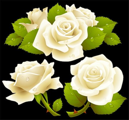 simsearch:400-04234393,k - White roses set Photographie de stock - Aubaine LD & Abonnement, Code: 400-04266034
