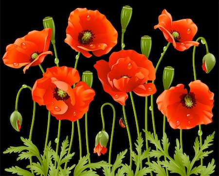 denis13 (artist) - Spring flowers: poppy Stock Photo - Budget Royalty-Free & Subscription, Code: 400-04266124