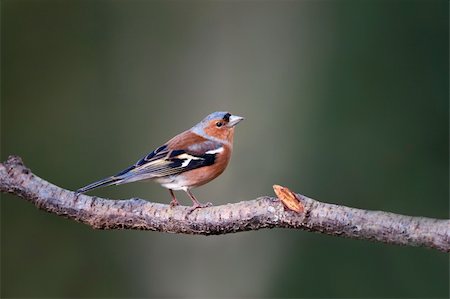 finch - A Male Chaffinch Perching On A Tree Branch Stock Photo - Budget Royalty-Free & Subscription, Code: 400-04266149