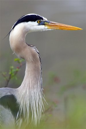 Closeup profile of a Blue Heron in Ohio Stock Photo - Budget Royalty-Free & Subscription, Code: 400-04266223