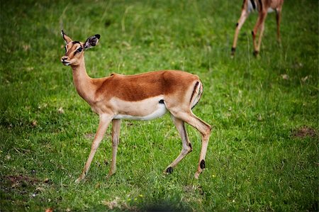 the troop of antelope impala in South Africa Photographie de stock - Aubaine LD & Abonnement, Code: 400-04266249