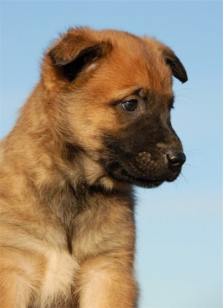 simsearch:400-08013862,k - portrait of a purebred puppy belgian sheepdog malinois Foto de stock - Super Valor sin royalties y Suscripción, Código: 400-04266819