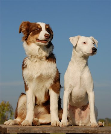 simsearch:400-04767909,k - portrait of a  purebred jack russel terrier and a puppy australian shepherd Foto de stock - Royalty-Free Super Valor e Assinatura, Número: 400-04266934