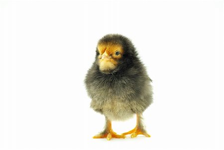 simsearch:400-05194519,k - Cute little baby chicken isolated on white background Foto de stock - Royalty-Free Super Valor e Assinatura, Número: 400-04266954